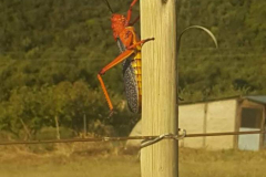 IMG-20181104-WA0038