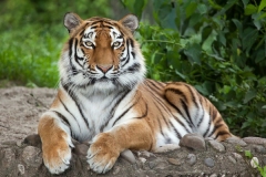 Tygerberg Zoo