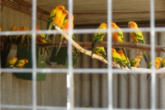 DSC07001